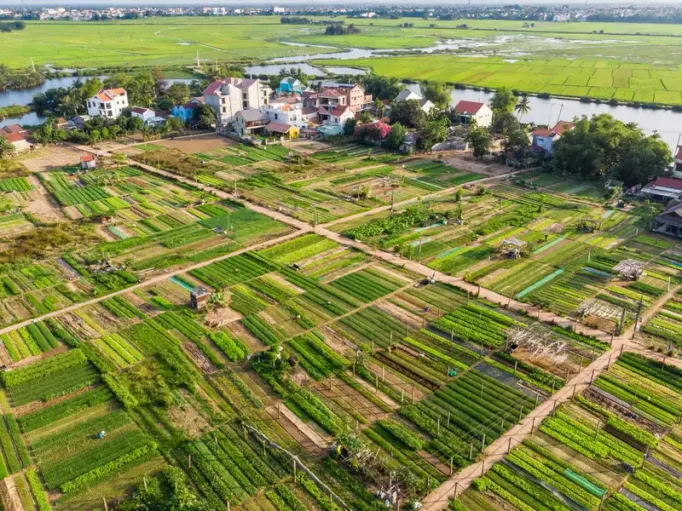 Trà Quế